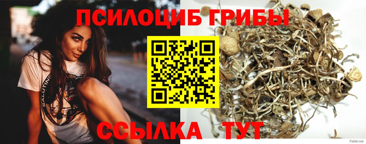 Псилоцибиновые грибы GOLDEN TEACHER Грозный